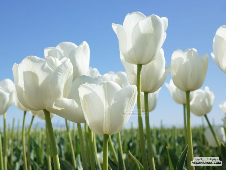 ازهار التوليب