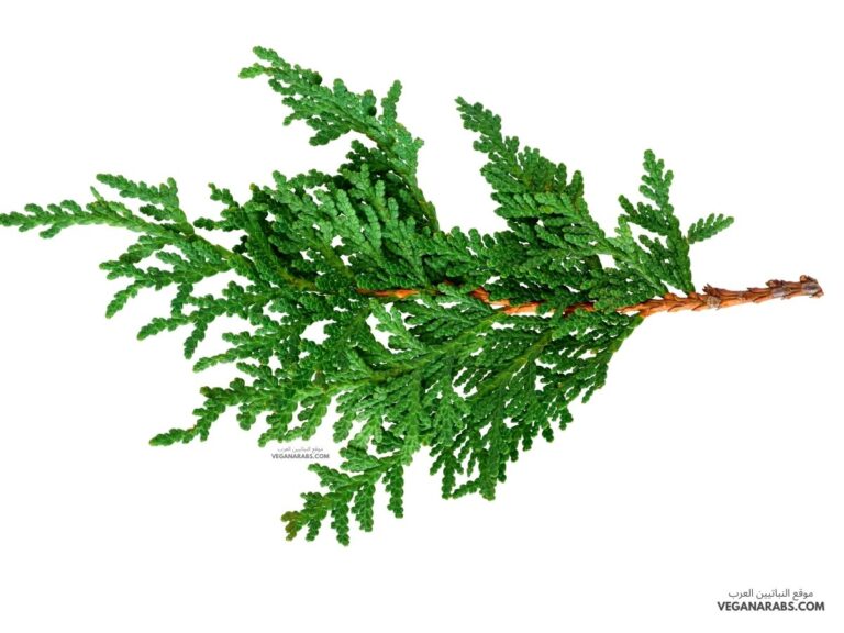 تصنف أشجار الصنوبر من ضمن