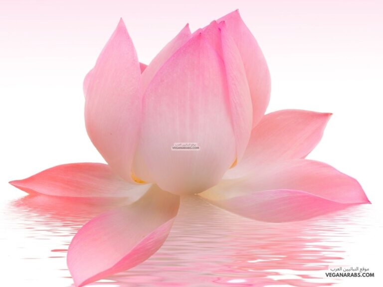 ما هو النبات المائي؟