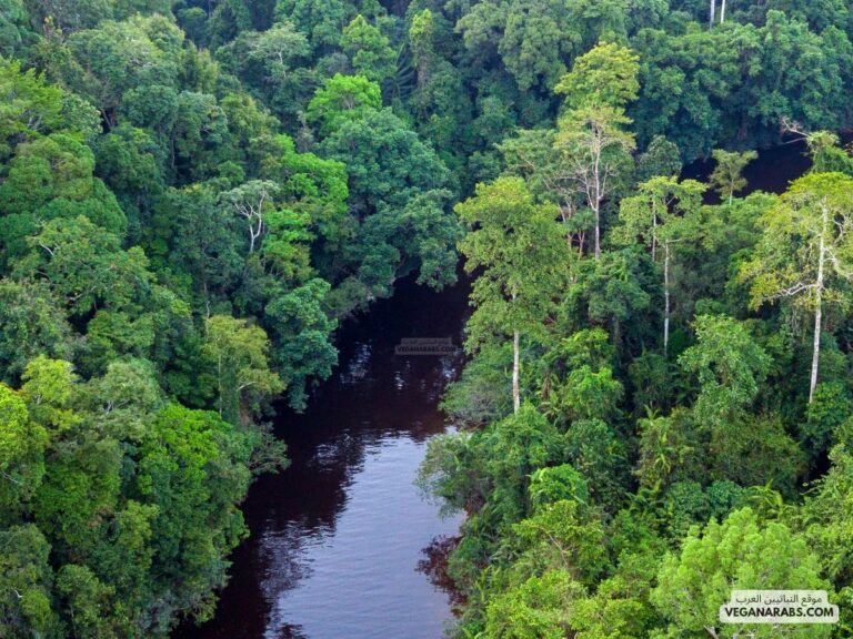 اي المناطق الحيويه فيها اشجار اكثر