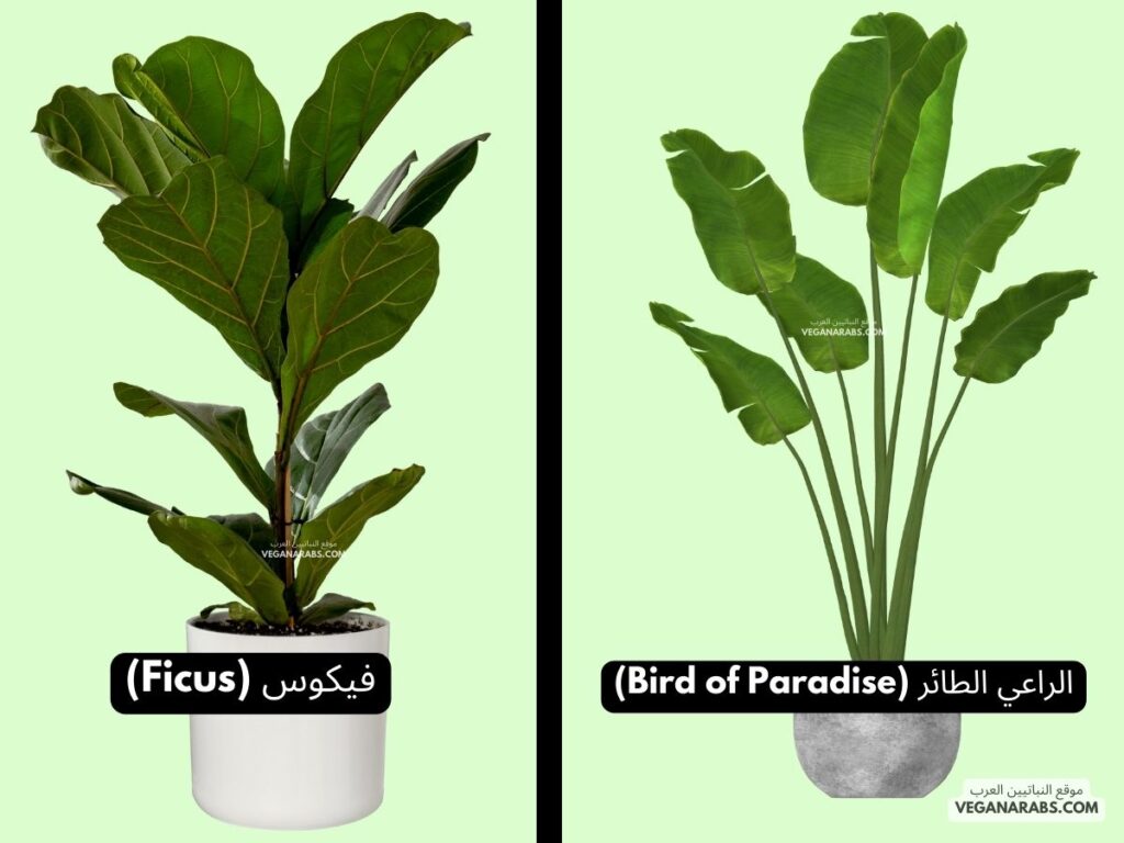 النباتات ذات الأوراق الكبيرة - موقع النباتيين العرب ...نبات فيكوس و نبات الراعي الطائر