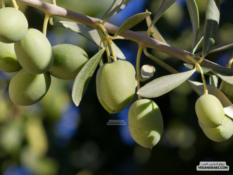 شجرة الزيتون