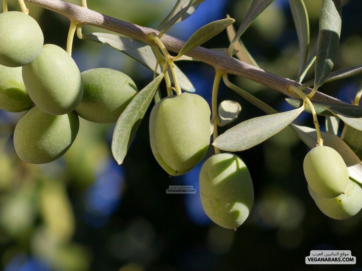 شجرة الزيتون
