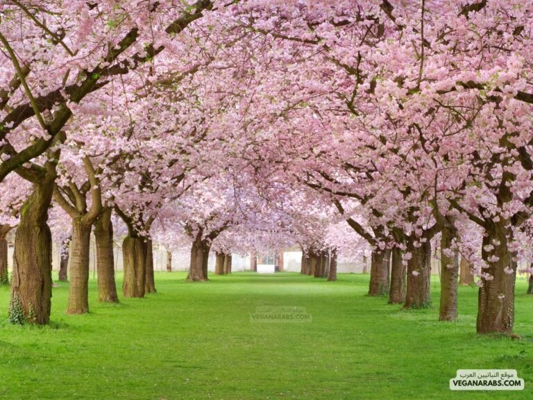 ازهار الكرز