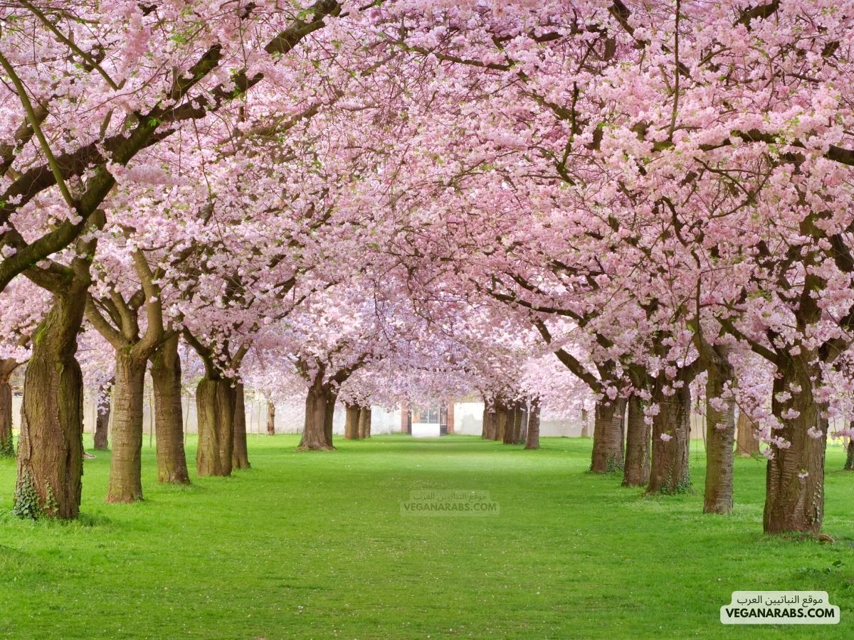 ازهار الكرز