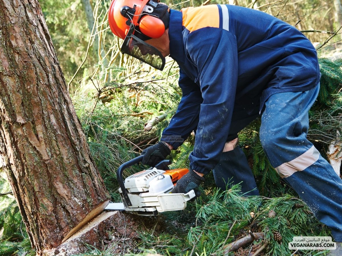 ما التاثير المتوقع على الحشائش عند قطع بعض اشجار الغابات (1 نقطة)