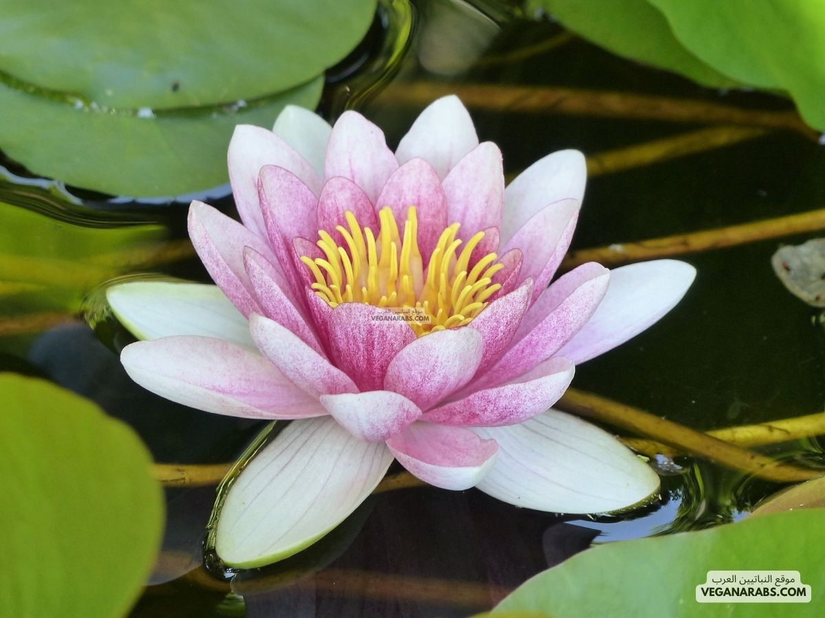 من النباتات المائية 6 حروف؟