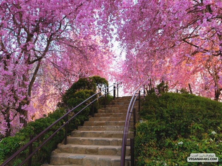 ازهار الساكورا