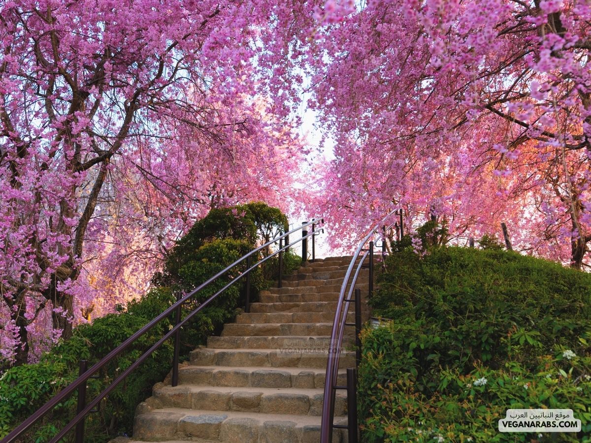 ازهار الساكورا