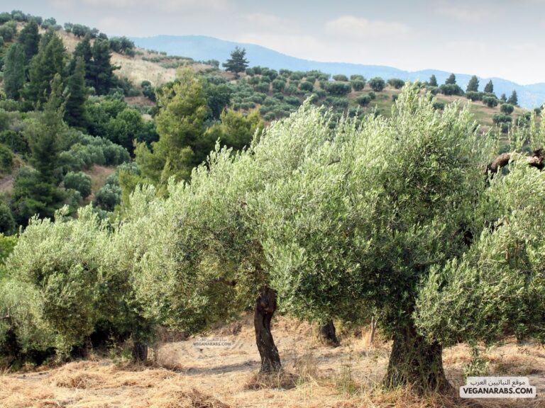 شكل الانتشار أدناه يبين أن العلاقة بين السنين و عدد أشجار الزيتون علاقة طردية ، فتتزايد أعداد أشجار