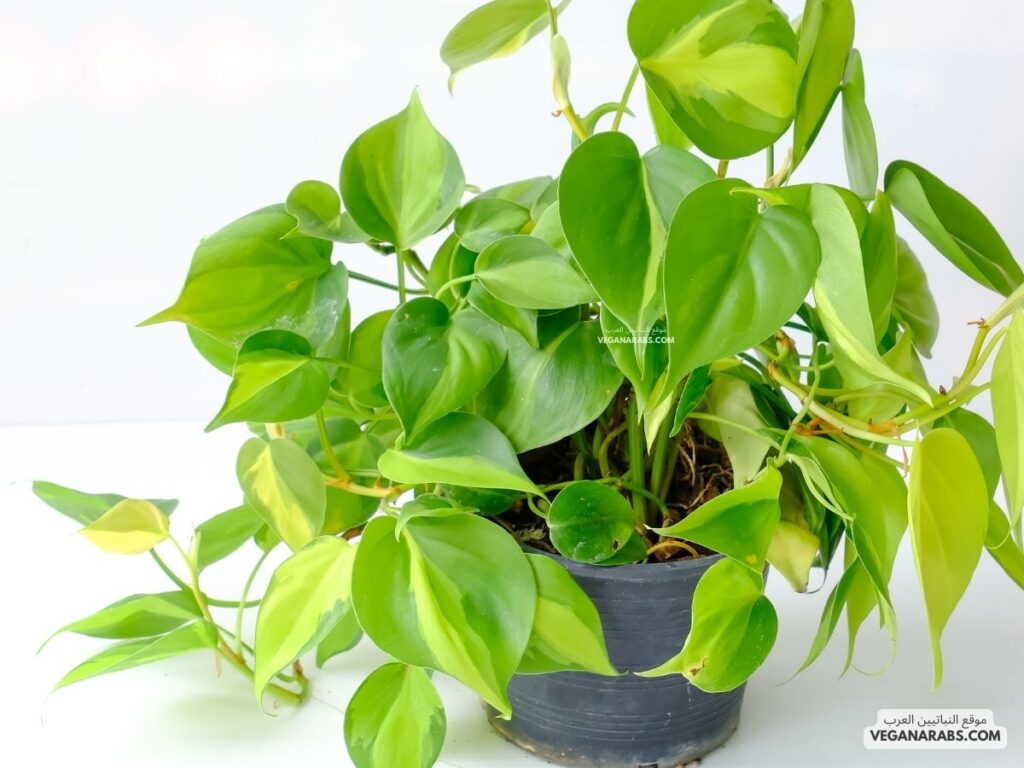 4. الأخضر (Philodendron)---veganarabs.com