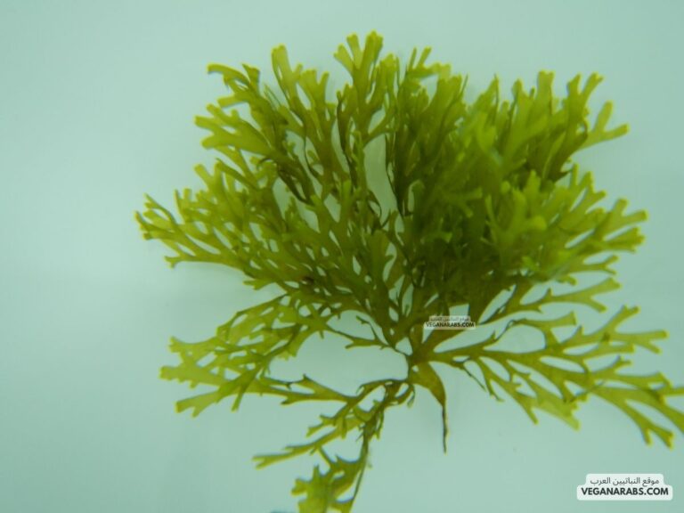 ما اسم النباتات البحرية؟