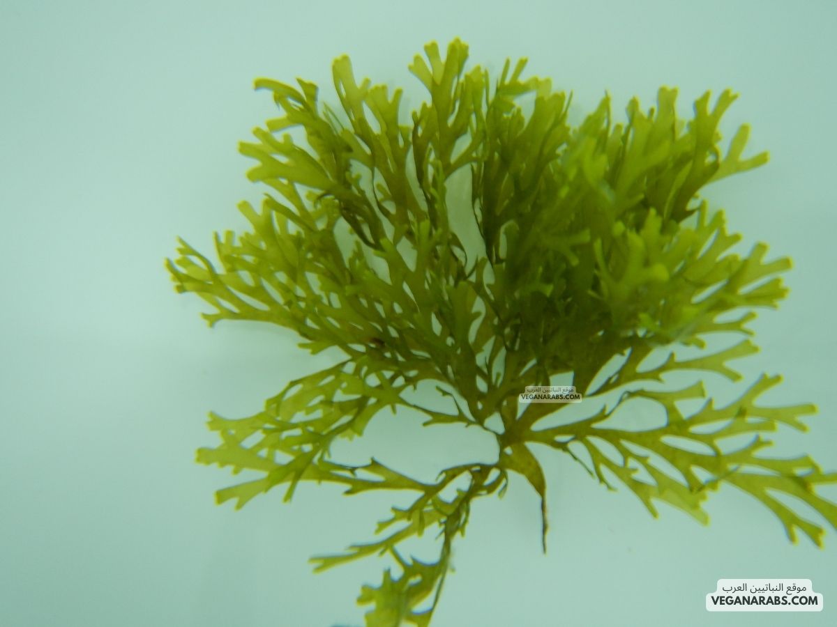 ما اسم النباتات البحرية؟