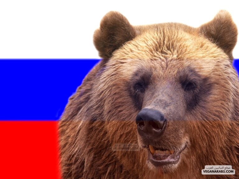 الدب الروسي