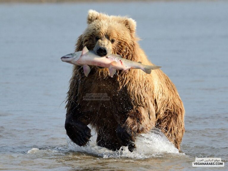 كم وزن الدب