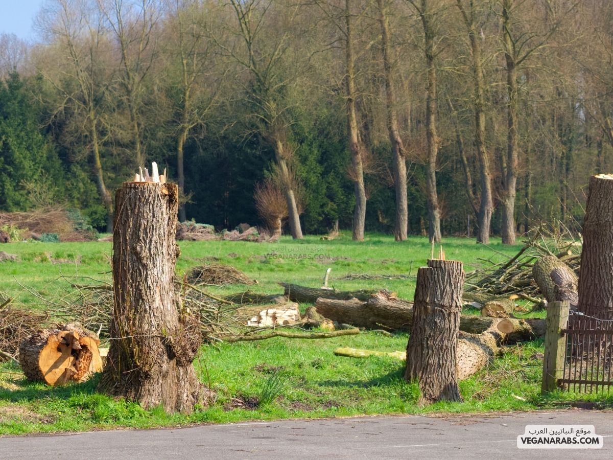 ما التاثير المتوقع على الحشائش عند قطع بعض اشجار الغابات