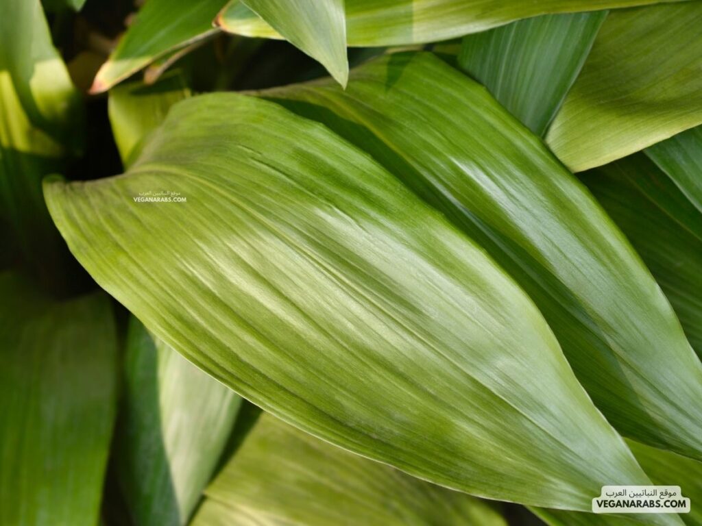 7. الريحان الفارسي (Cast Iron Plant) veganarabs.com