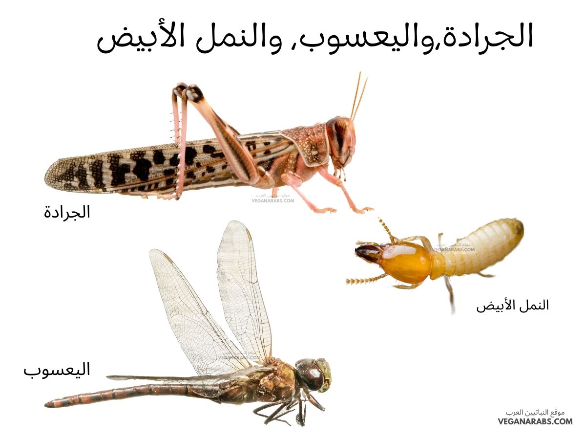 بعض أنواع الحشرات مثل: الجرادة،واليعسوب، والنمل الأبيض دورة حياتها تمر بثلاث مراحل وتسمى بعملية: