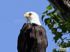 طير العقاب
