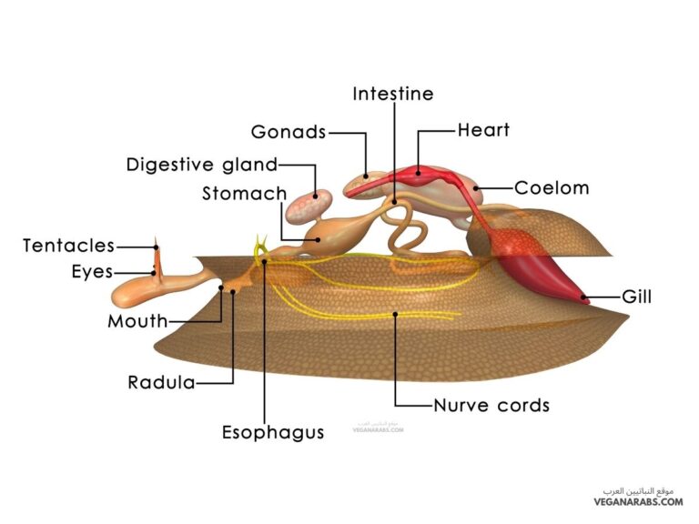 نوع التجويف في الرخويات هو: