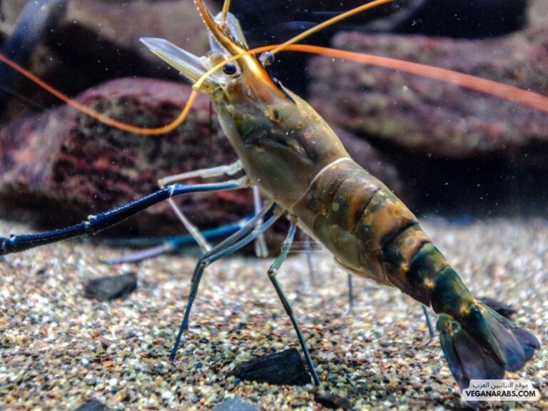 ما هي المفصليات؟