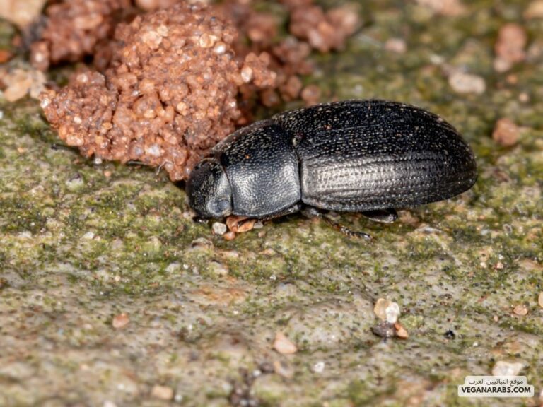 من الأمثلة على الحشرات التي تمر بتحول كامل أثناء دورة حياتها: