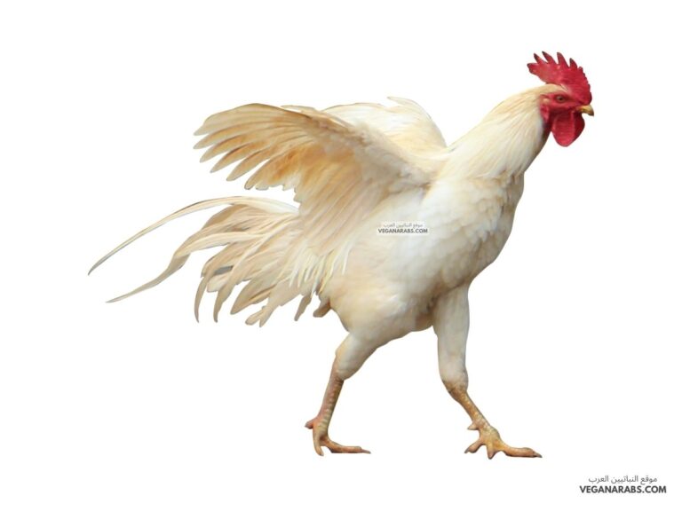 ماهو الطائر الذي لا يطير يوم الجمعه