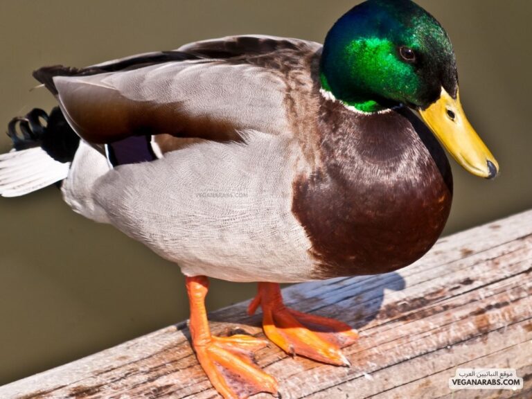 الطيور التي تستعمل أجنحتها مجاديف للسباحة في المياه بدلاً من الطيران هي: