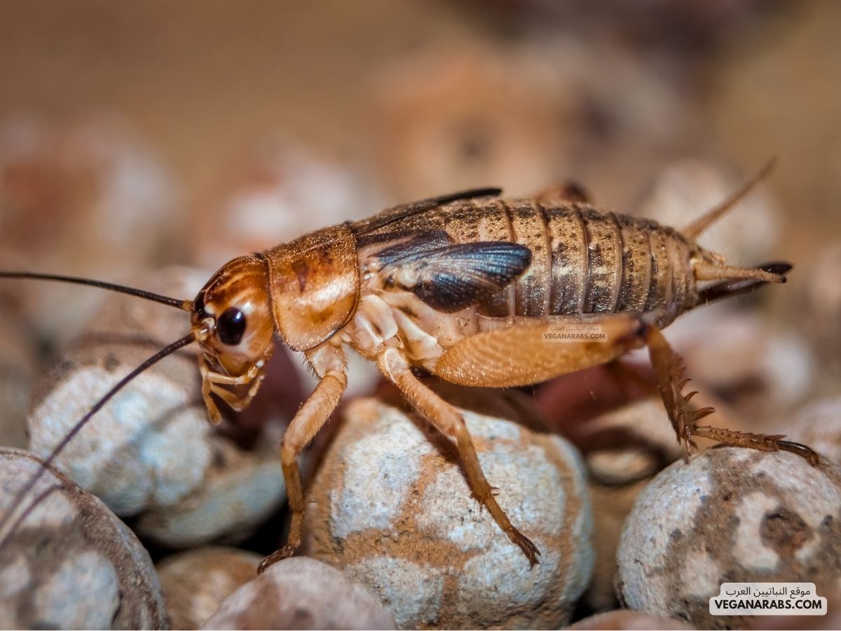 هل جميع الحشرات تعد من المفصليات