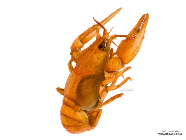 الهيكل في المفصليات خارجي.