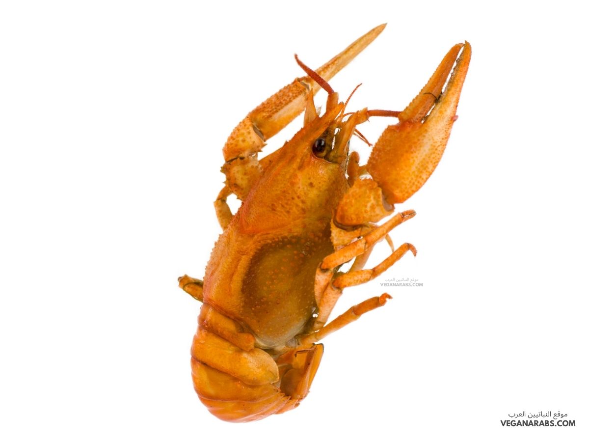 الهيكل في المفصليات خارجي.