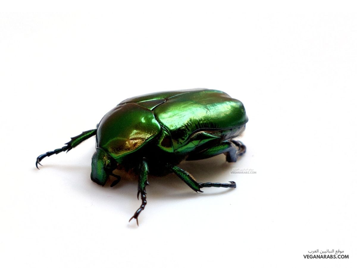 تتصل الأرجل والأجنحة في كثير من المفصليات بمنطقة: