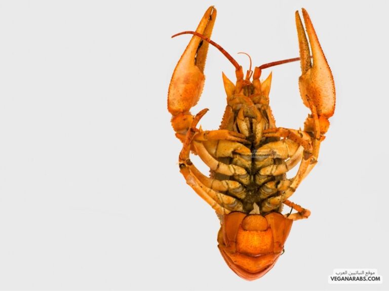 لماذا سميت مفصليات بهذا الاسم