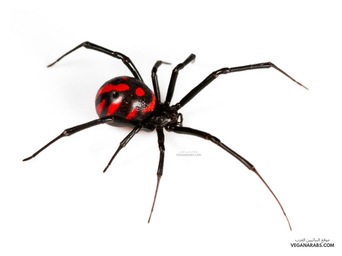 الهيكل في المفصليات خارجي