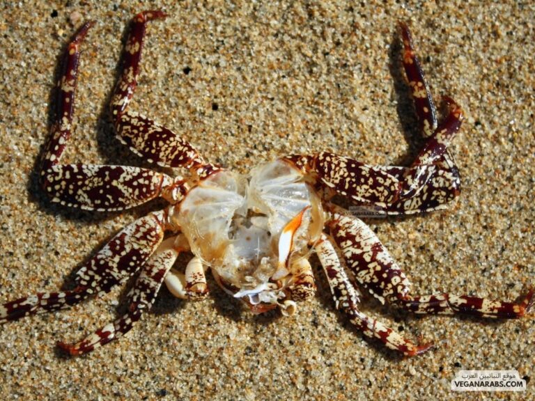 كم عدد أنواع المفصليات؟