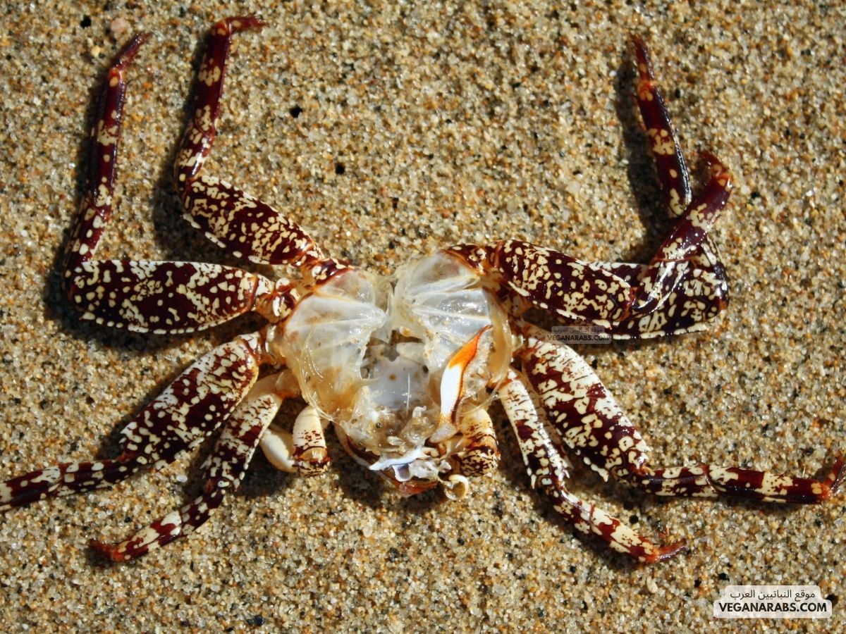 كم عدد أنواع المفصليات؟