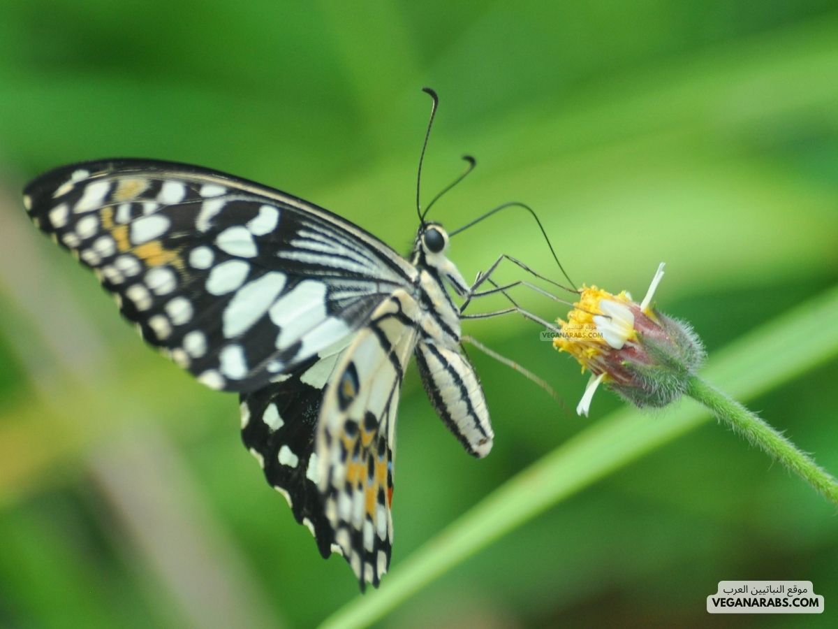 بحث عن خصائص المفصليات