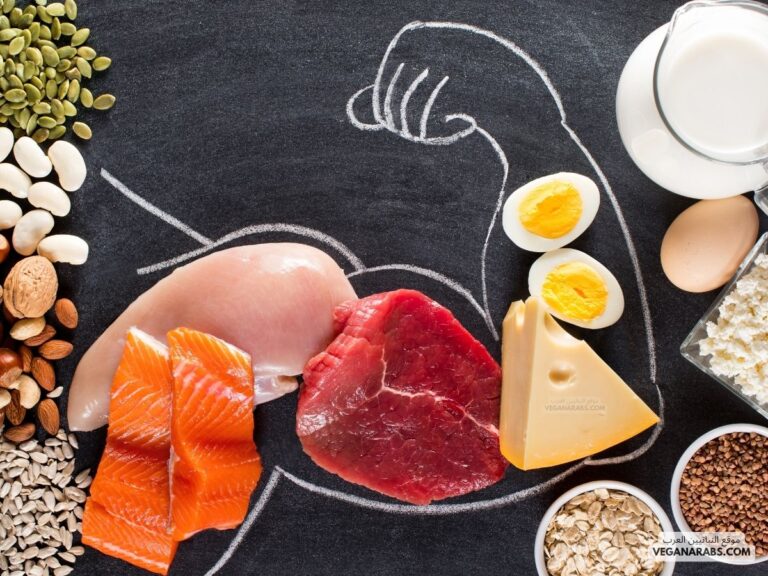 فوائد و أضرار البروتين