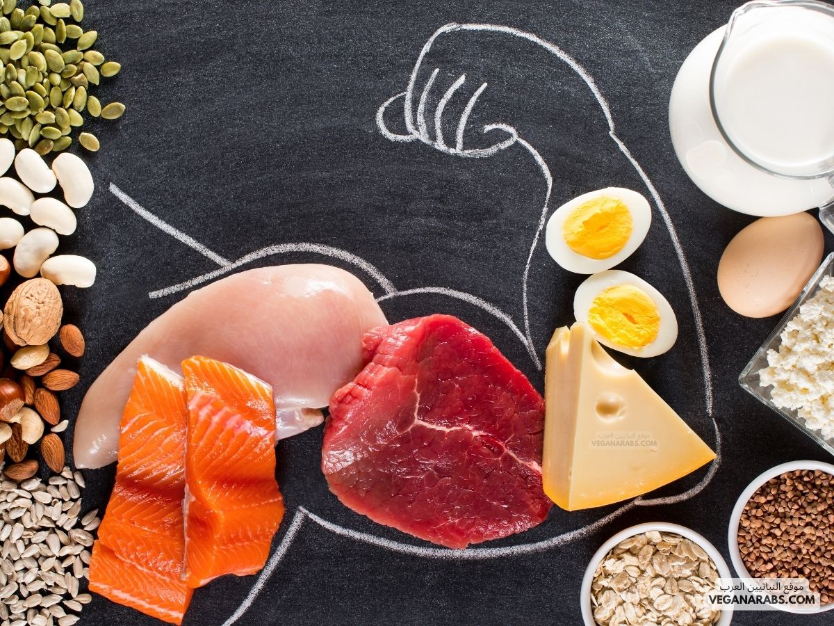 فوائد و أضرار البروتين