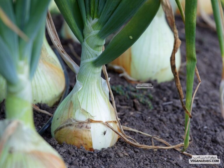 هل البصل نبات حولي؟