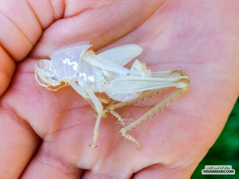 الهيكل في الحشرات هيكل خارجي.