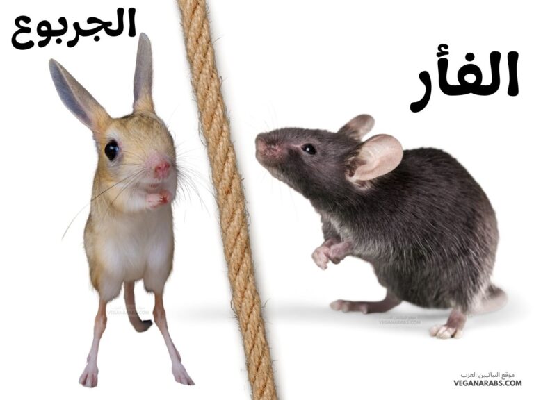 الفرق بين الجربوع والفأر