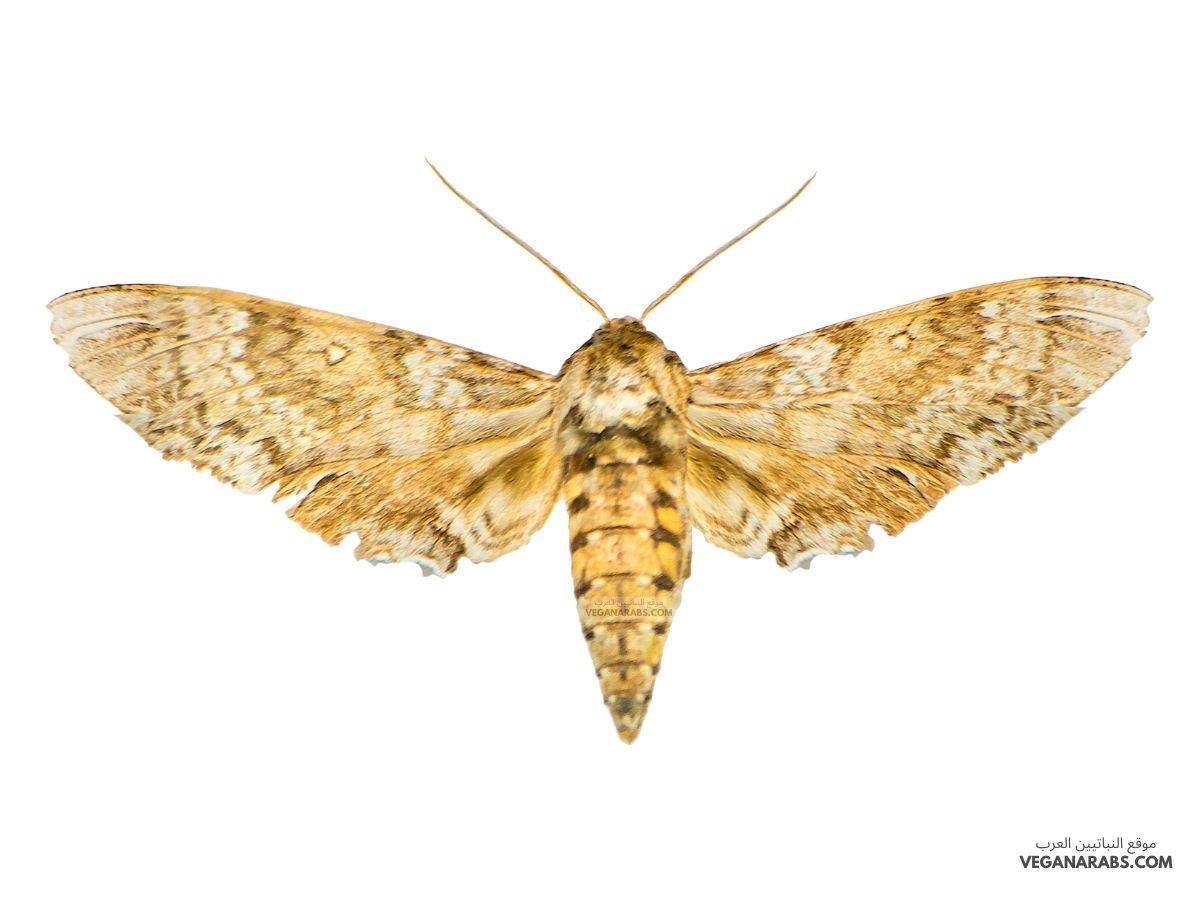 تتصل الأجنحة في الحشرات بمنطقة الصدر.