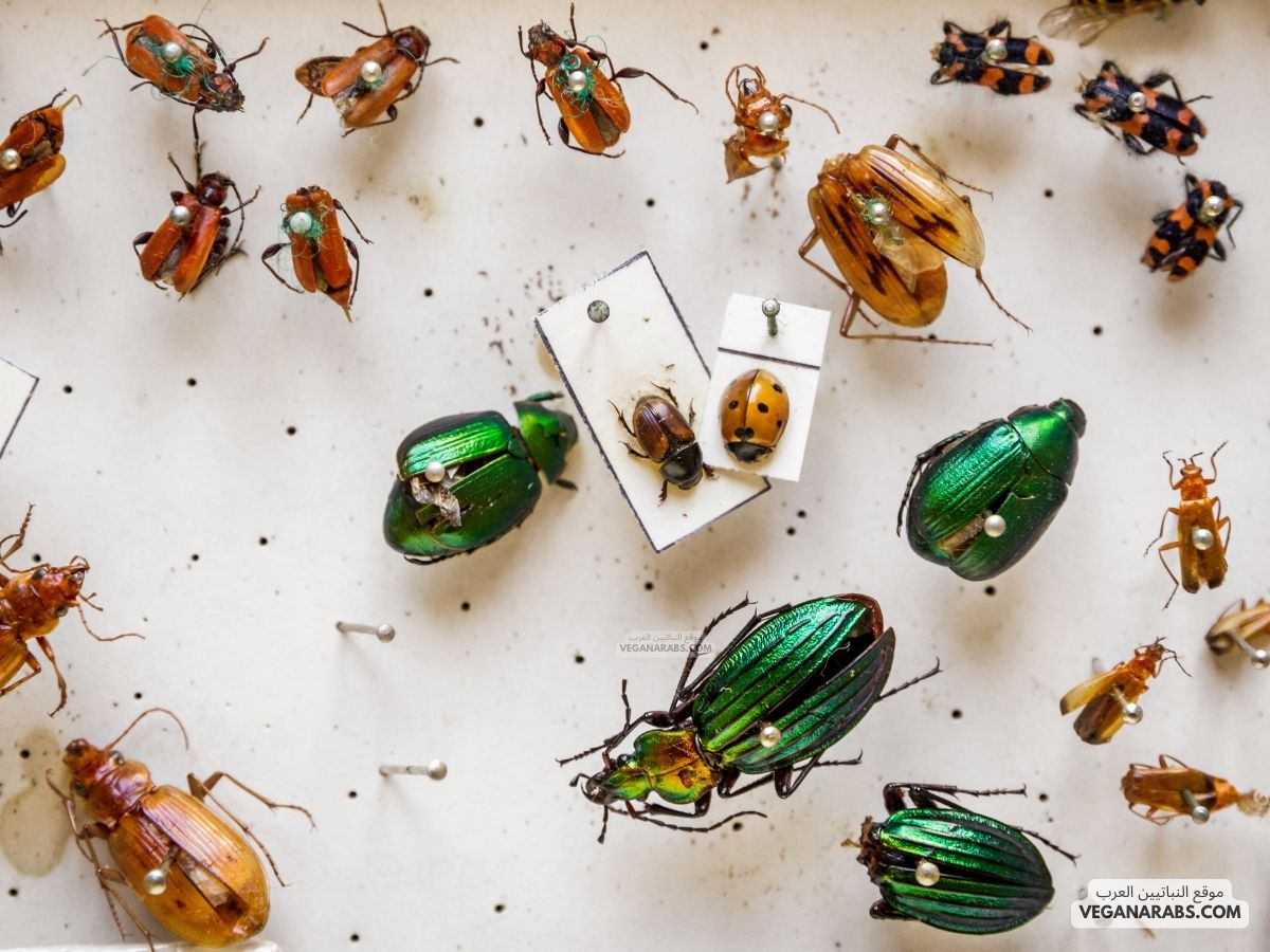 انواع الحشرات