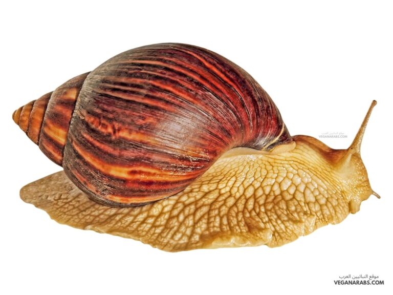 الخيشوم هو عضو شبيه باللسان يوجد في العديد من الرخويات.