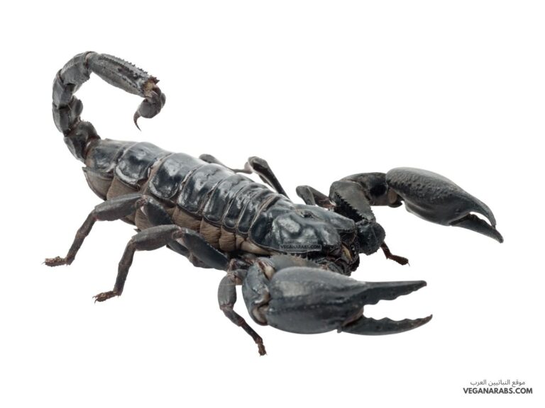 هل العقرب من المفصليات