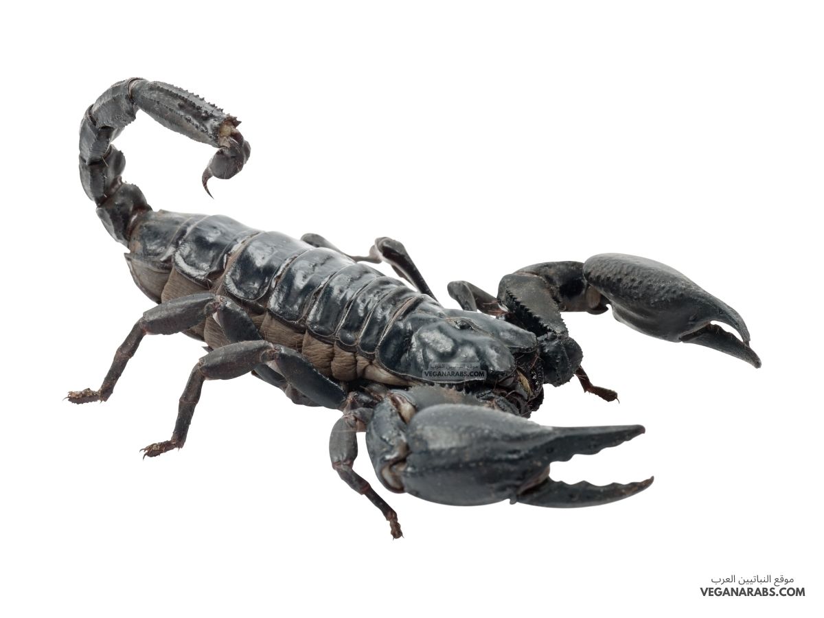 هل العقرب من المفصليات