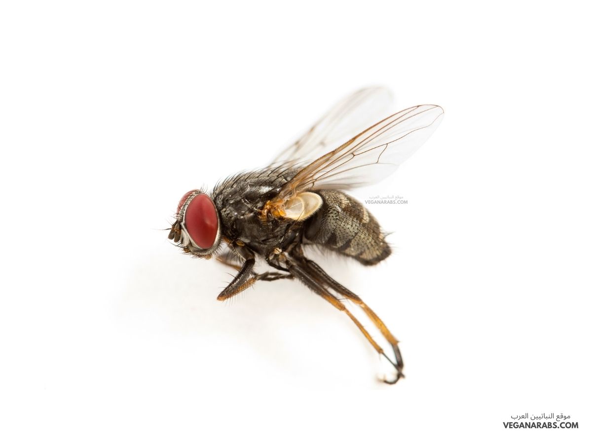 كيفية التخلص من الحشرات الطائرة الصغيرة في المنزل