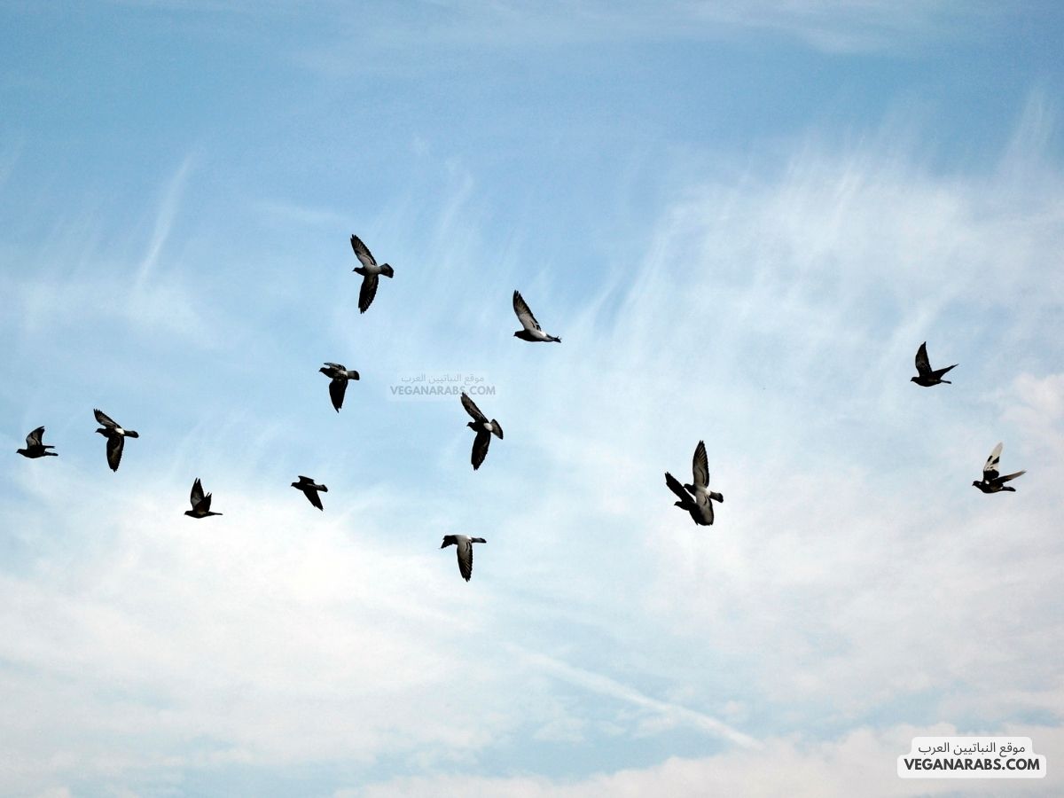 لأجسام الطيور القدرة على إنتاج كمية كبيرة من الطاقة ( atp ) بسبب :ـ