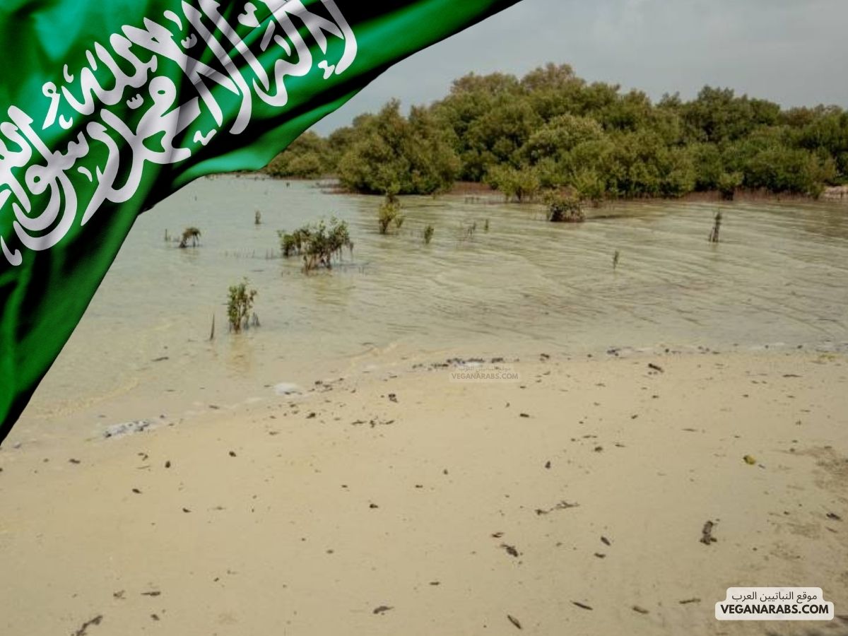 مدينة فرسان بالسعودية